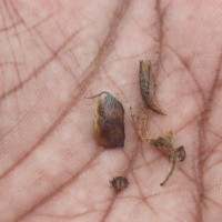 Crotalaria lunulata B.Heyne ex Wight & Arn.